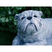 Concrete Statue Bulldog in Monochrome Grey 5x10x6" high