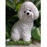 Hand Painted Bichon Frise Concrete Statue Painted As Shown Ships within 3 Weeks 10-1/2" high weighing nearly 15 Lbs