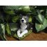 Custom Painted Concrete Statue Akita Dog pet Loss memorial Gift