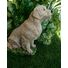 Custom painted Golden Retriever concrete Statue 9.75" high